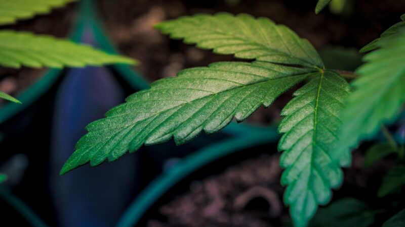 Семена конопли свойства и применение в Новокузнецке