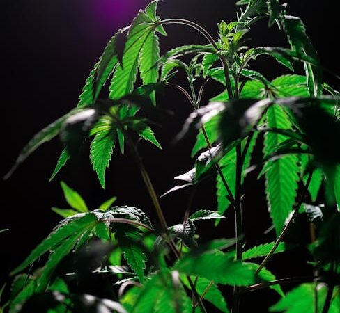 Проблема наркотиков в России