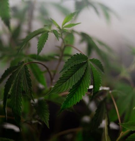 Приобретение наркотиков в SAMP безопасно и легально