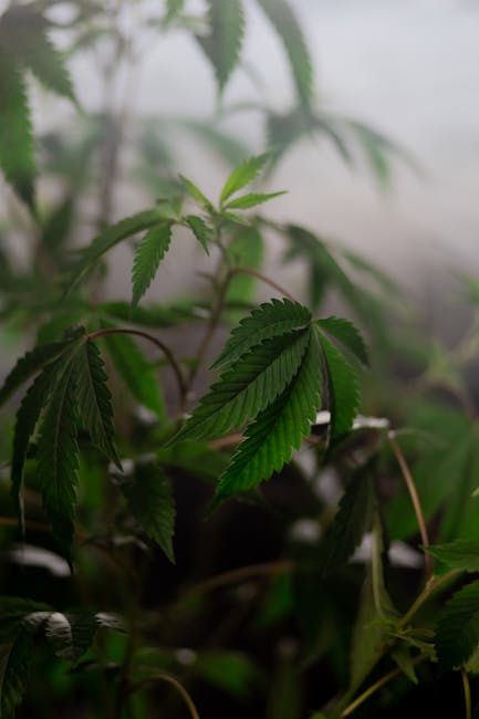 Приобретение наркотиков в SAMP безопасно и легально