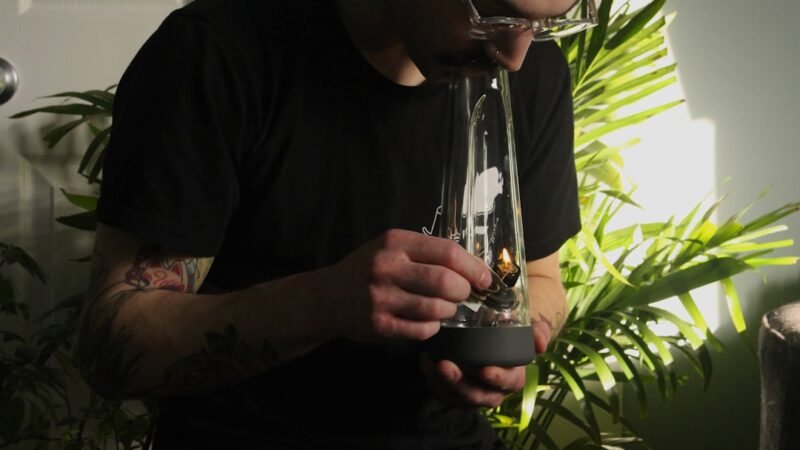 Семена Конопли и их Сорта