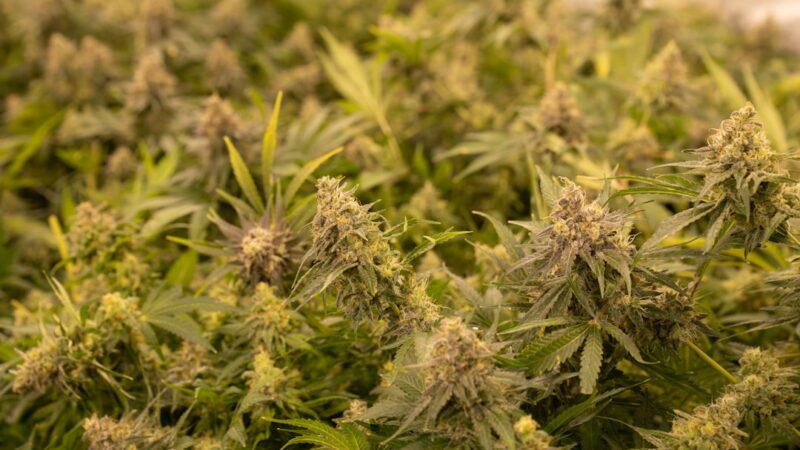 Покупка гашиша в Москве: правовые аспекты и способы приобретения