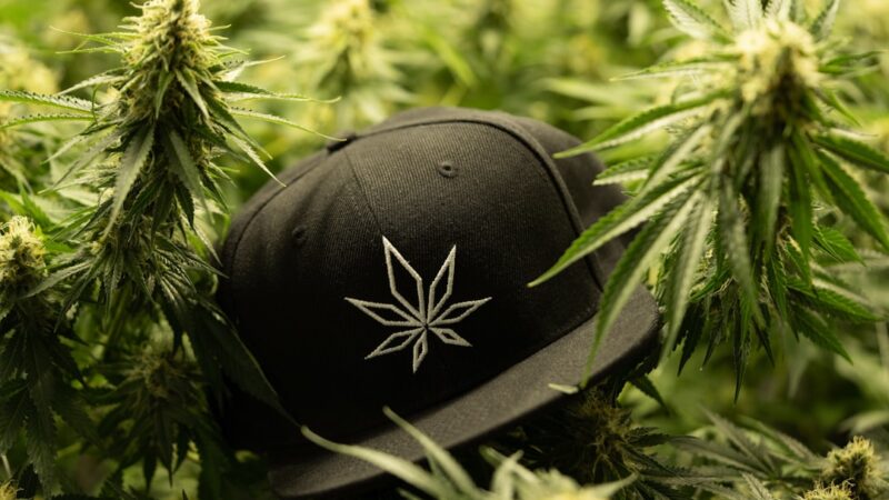 Семена конопли в Симферополе: свойства, виды и цены