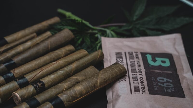 Особенности покупки семян конопли оптом для успешного гровинга