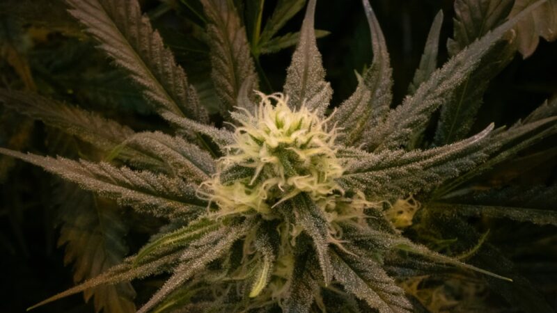 Спайс наркотик свойства и эффекты опасности употребления и покупки