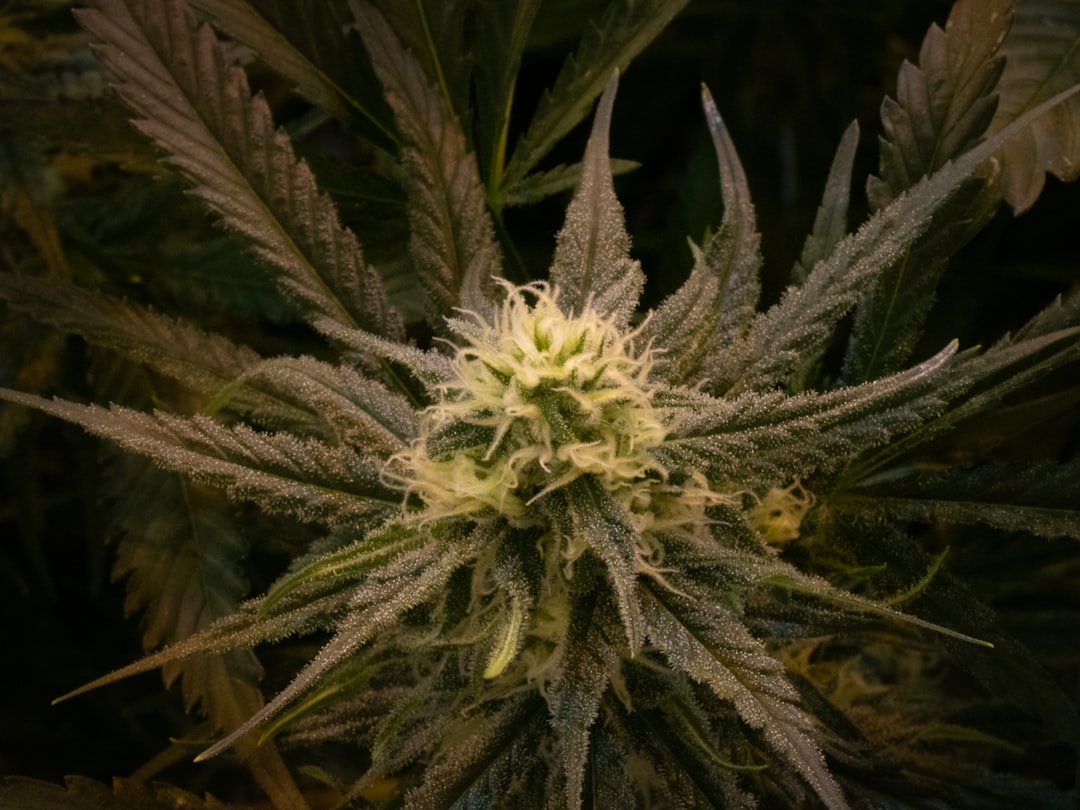 Спайс наркотик свойства и эффекты опасности употребления и покупки