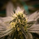 Семена конопли свойства и покупка в Симферополе img-2544.jpg