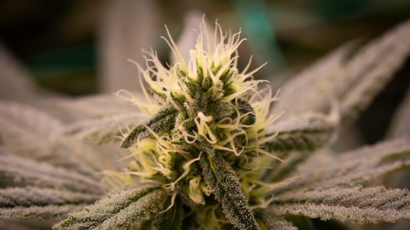 Семена конопли свойства и покупка в Симферополе