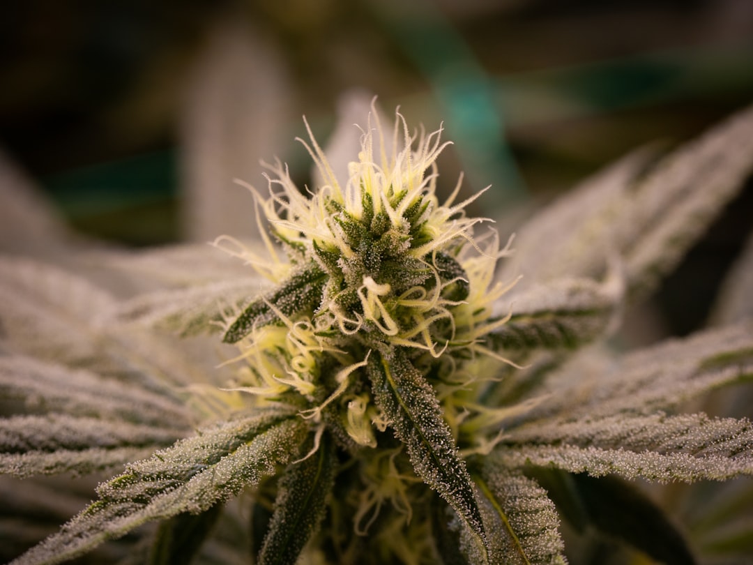 Семена конопли свойства и покупка в Симферополе