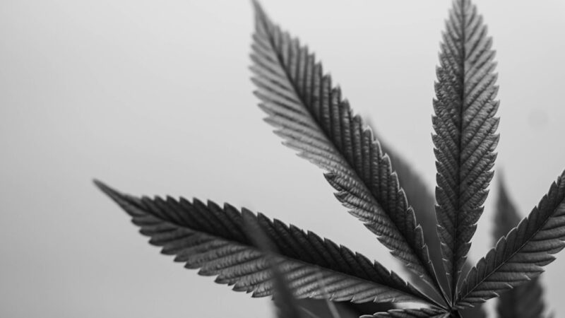 Купить марихуану и ее листья в России Украина и Беларуси