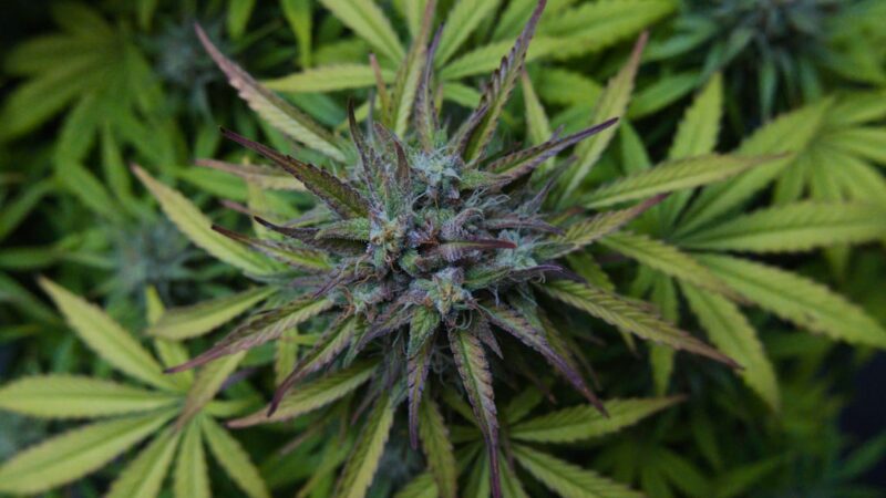 Лечебные свойства семян конопли и их применение в медицине