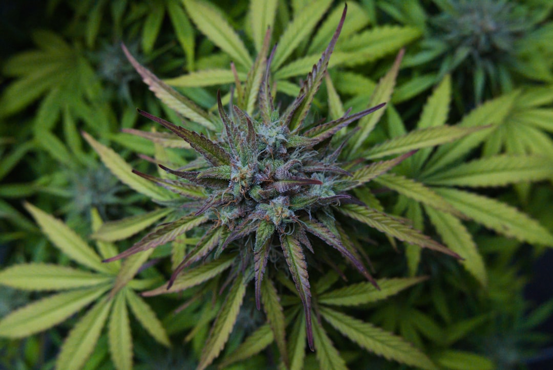 Лечебные свойства семян конопли и их применение в медицине