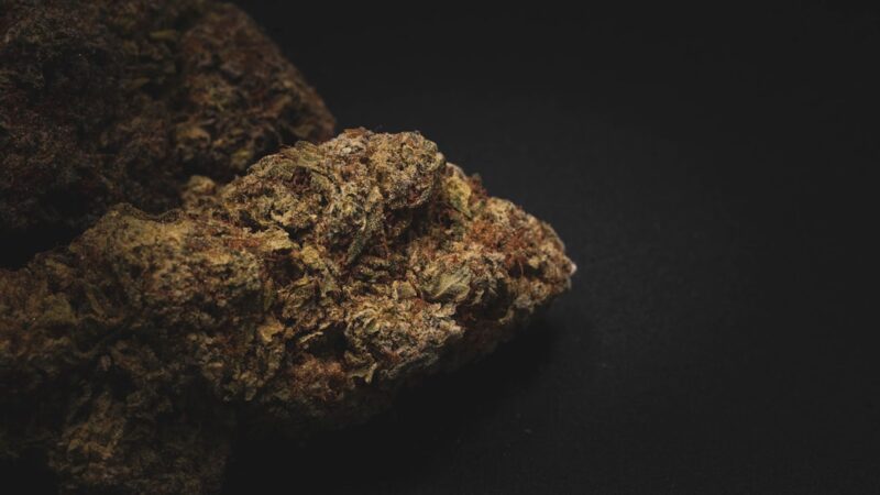 Селекционные семена конопли и их преимущества