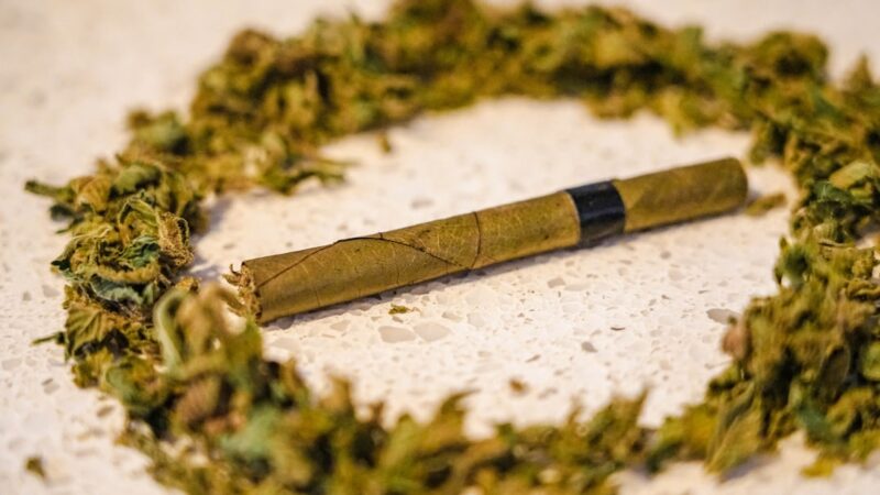 Проращивание семян конопли в домашних условиях