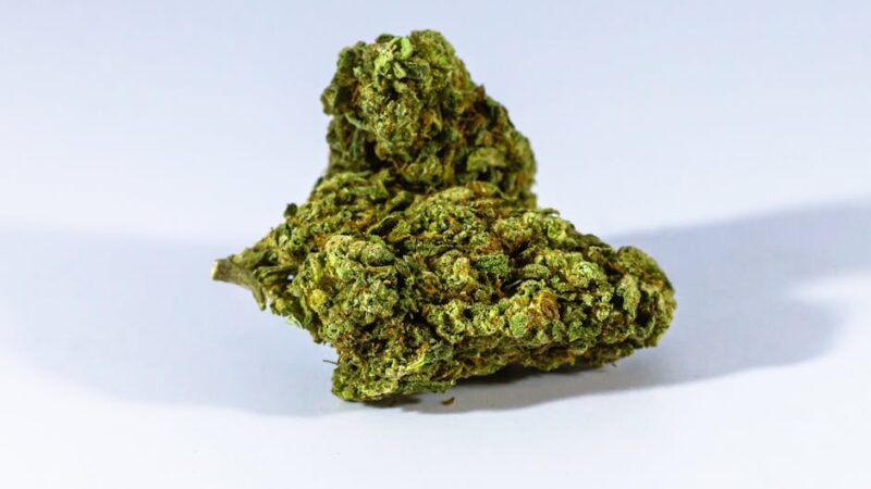 Особенности сорта White Widow feminised и преимущества феминизированных семян конопли