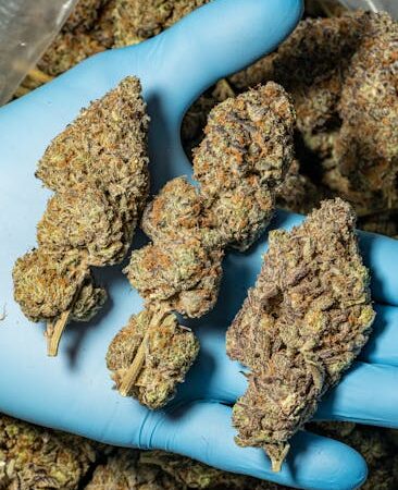 Покупка марихуаны онлайн в России и мире: преимущества и рекомендации