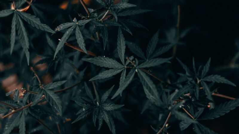 Морфин Сульфат Свойства и Применение