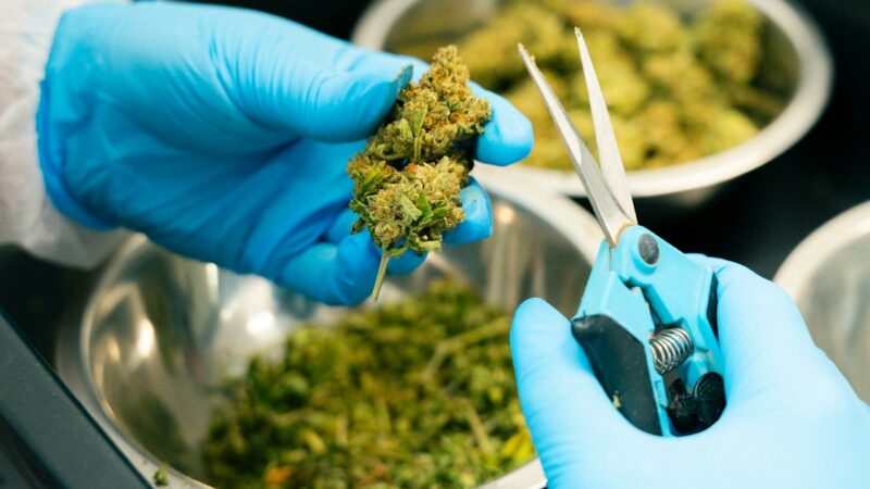 Семена конопли в Москве с курьерской доставкой