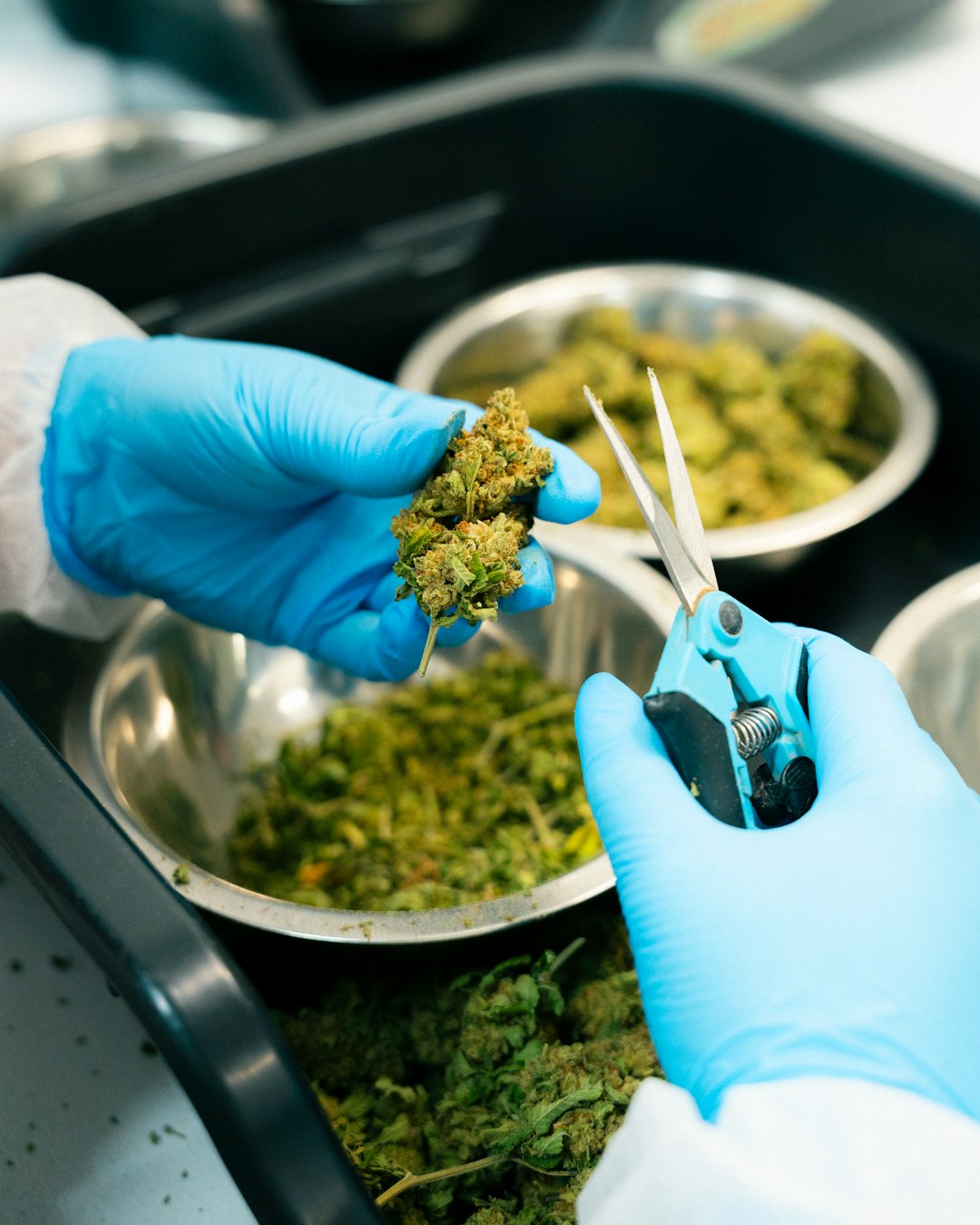 Семена конопли в Москве с курьерской доставкой