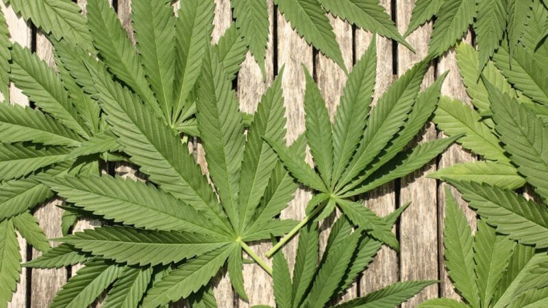 Спайс и его влияние на организм и правовой статус в России