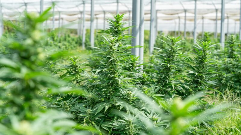 Семена конопли свойства и применение