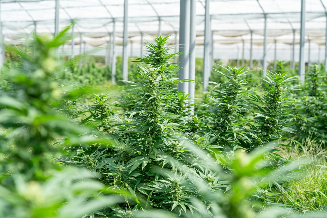 Семена конопли свойства и применение