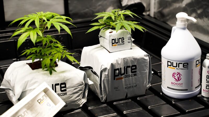 Урбеч из семян конопли полезные свойства и применение