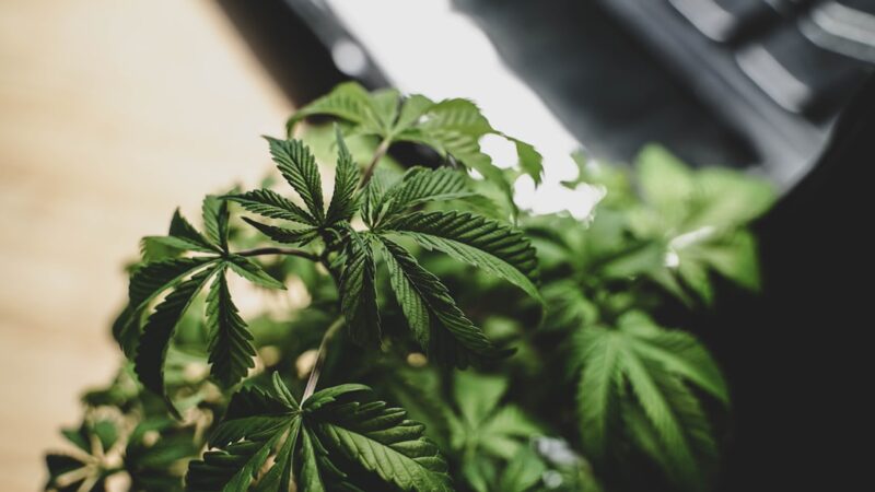 Спайс и его приобретение в Нижнем Тагиле