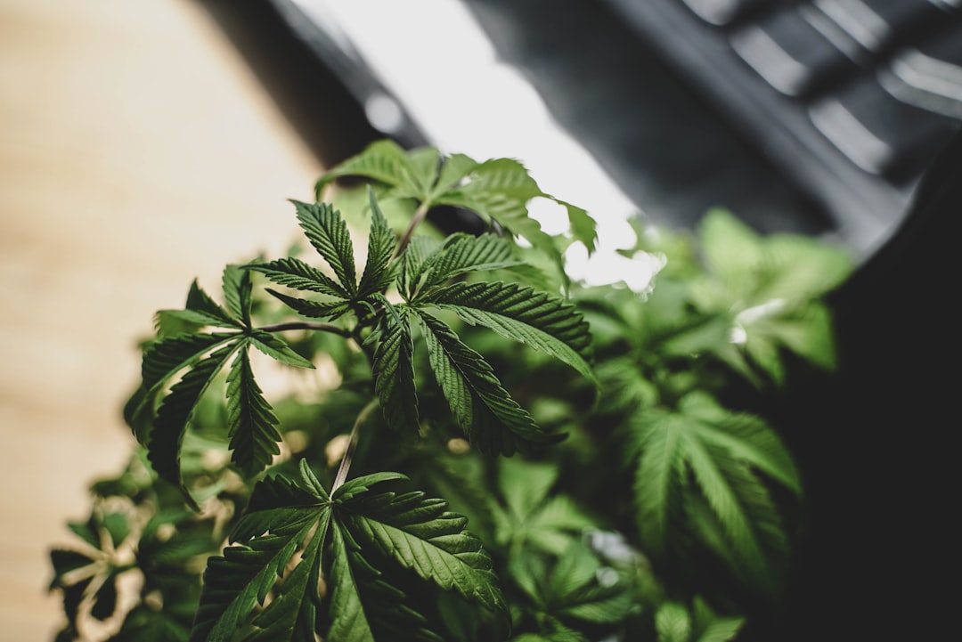 Спайс и его приобретение в Нижнем Тагиле