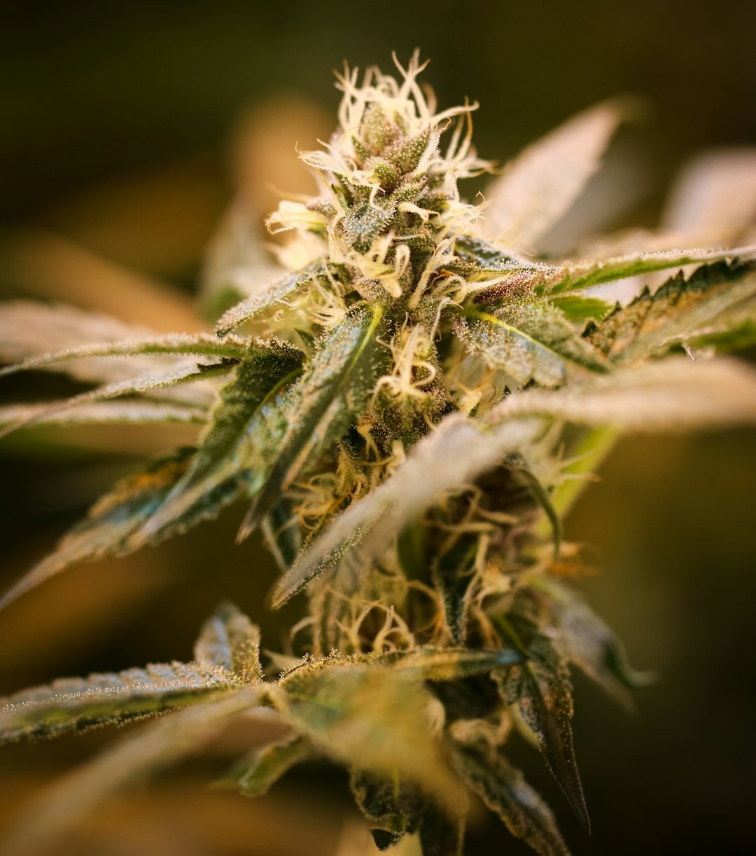 Гашиш в Новосибирске и его особенности