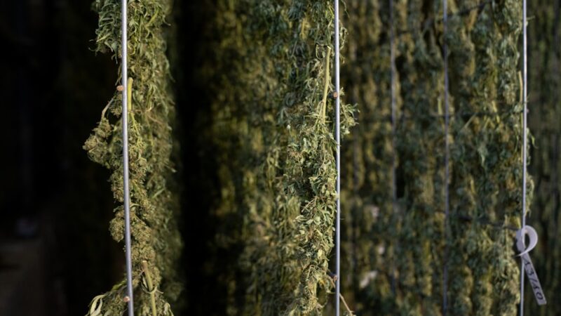 Приобретение и доставка семян конопли по России