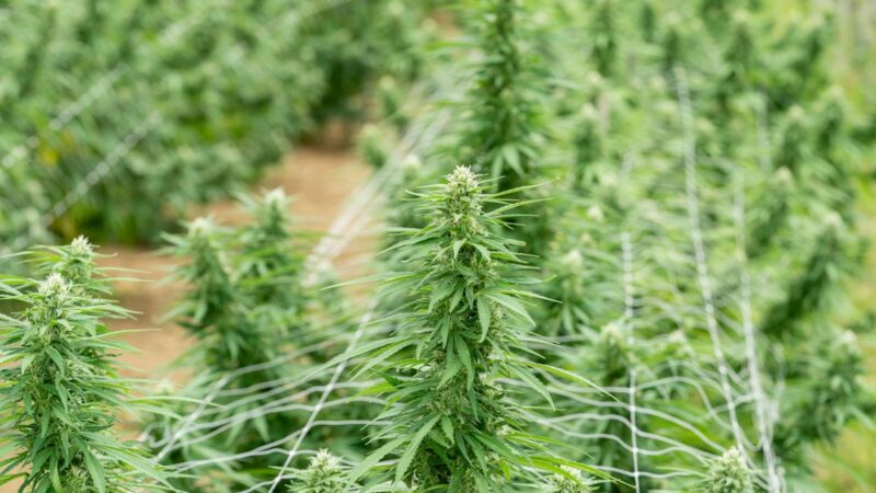 Семена конопли G13 regular описание и особенности