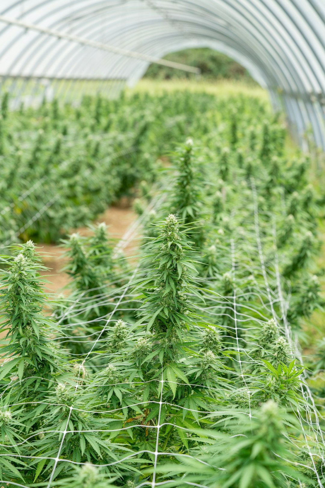 Семена конопли G13 regular описание и особенности