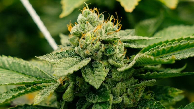 Полезные свойства семян конопли и их использование в кулинарии