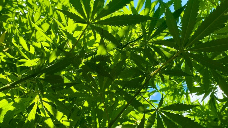 Феменизированные Семена Конопли: Свойства, Преимущества и Сорта