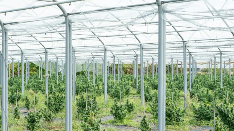 Феминизированные семена конопли Durga Mata от Paradise Seeds