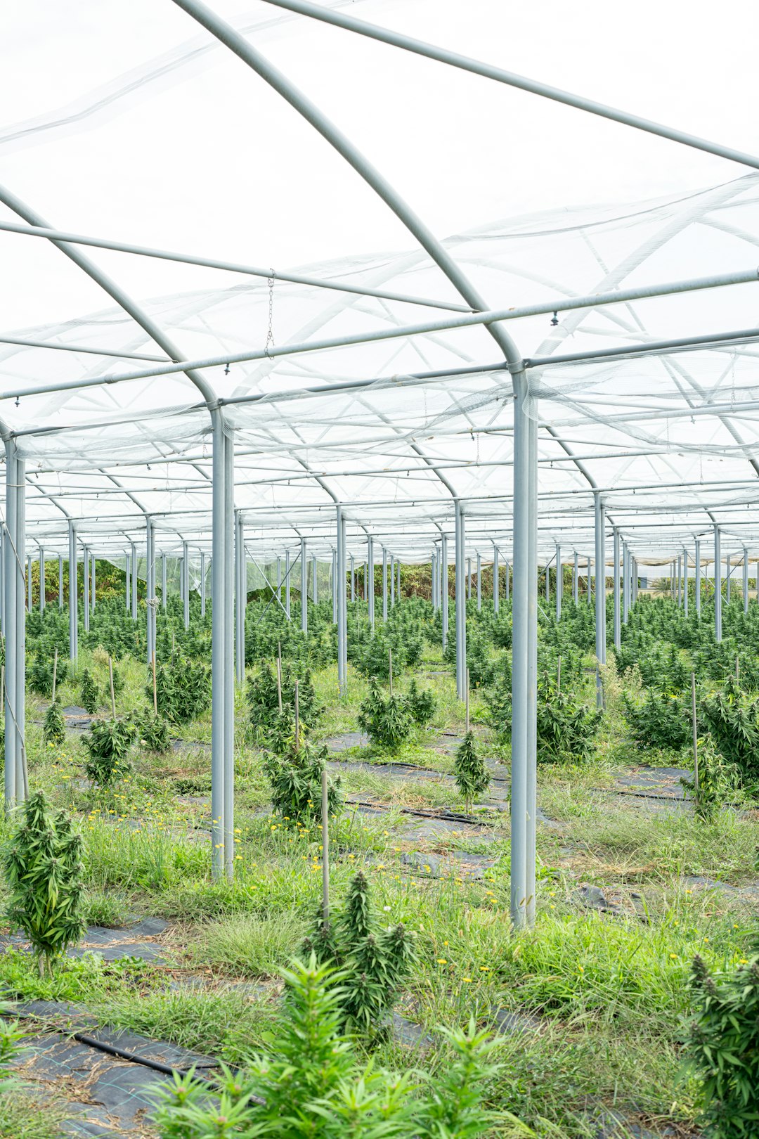 Феминизированные семена конопли Durga Mata от Paradise Seeds