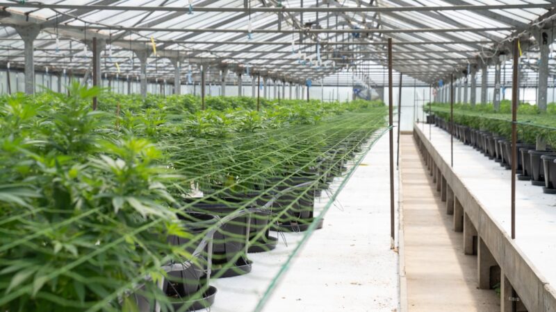 Купить гашиш в Санкт-Петербурге и Питере онлайн на заказ