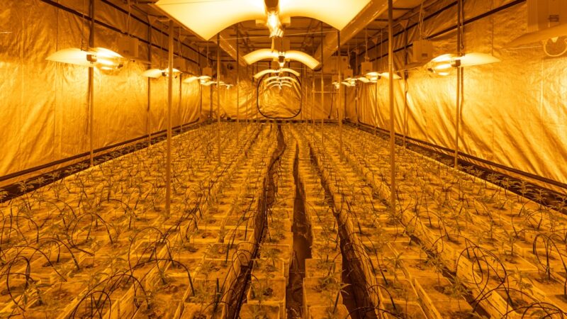 Преимущества покупки семян марихуаны в специализированном магазине