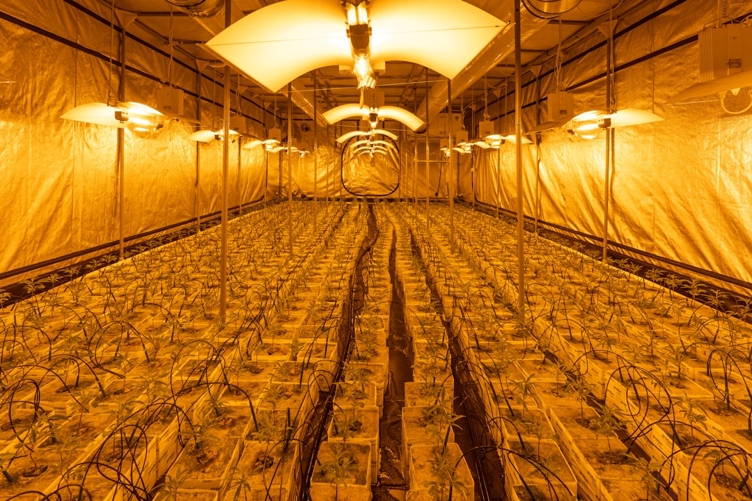 Преимущества покупки семян марихуаны в специализированном магазине