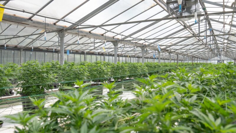 Курительные смеси и спайс что это такое и как купить онлайн