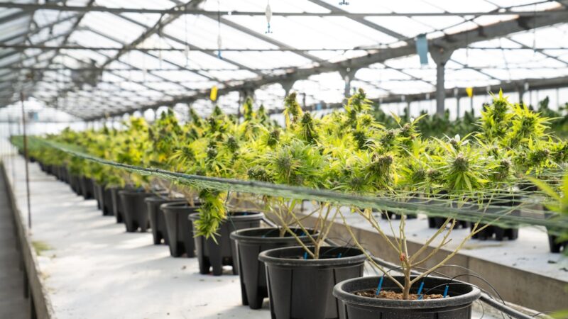 Покупка семян конопли в Тамбове