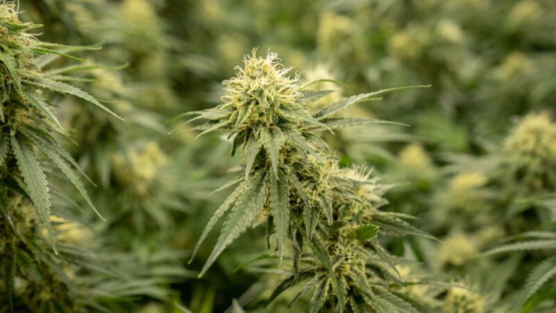 Спайс и его миксы свойства эффекты и правовой статус