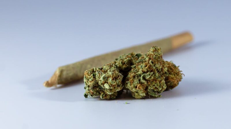 Семена конопли в Украине: свойства, цена и правовые аспекты культивирования