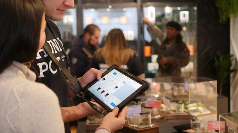 Выращивание конопли из семян