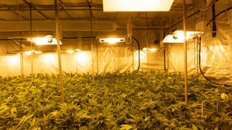 Скороспелая конопля свойства выращивание и применение