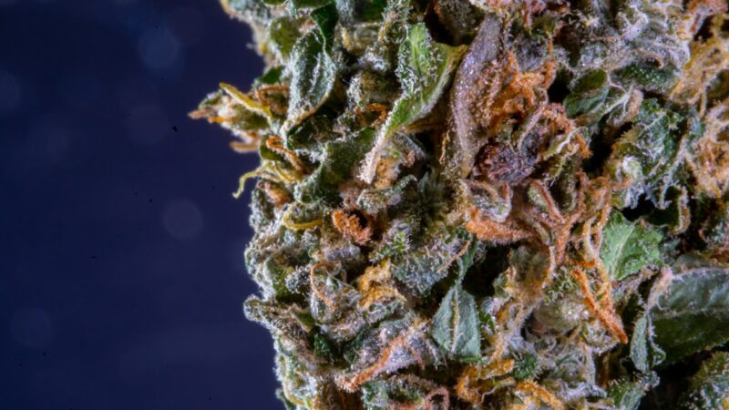 Сорта и выбор семян конопли для выращивания