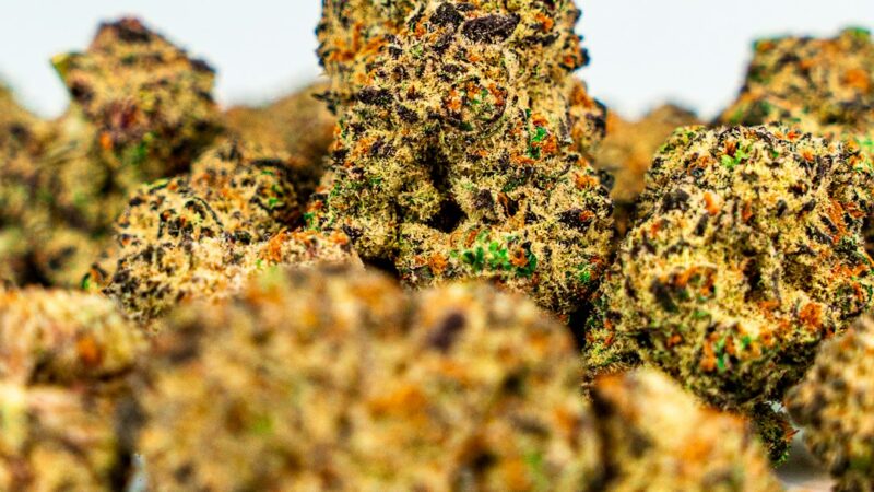 Правильный полив семян конопли и использование стимуляторов роста