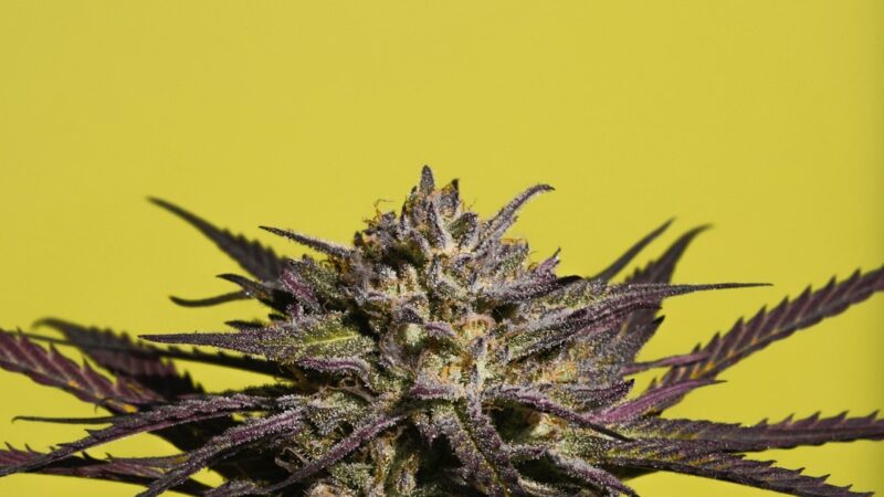 Приобретение марихуаны в Санкт-Петербурге и ее свойства