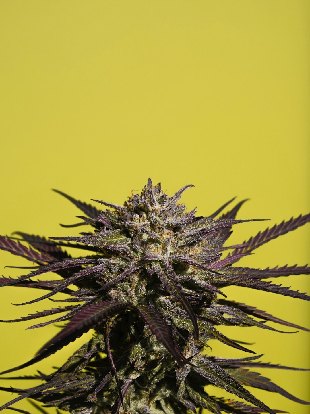 Приобретение марихуаны в Санкт-Петербурге и ее свойства